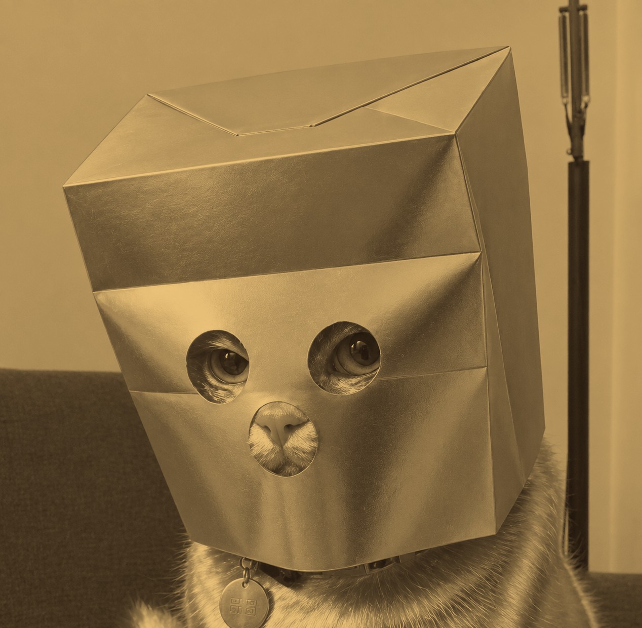 Case file photo of the Anonymous Gold Cat
